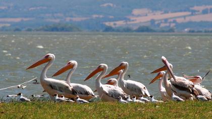 Great White Pelican