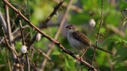 Dikkuyruklu ötleğen