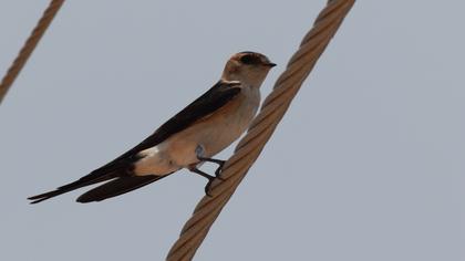 Kızıl kırlangıç