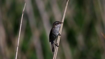 Moustached Warbler