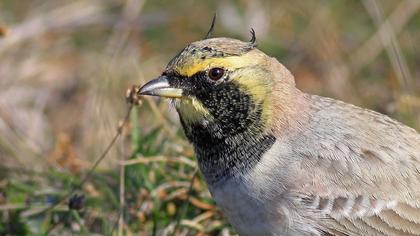 Horned Lark