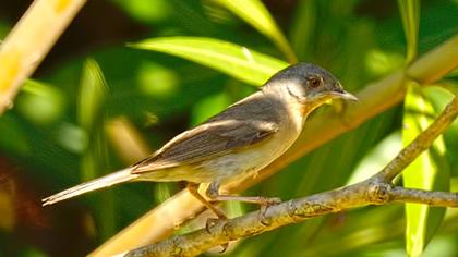 Bıyıklı ötleğen