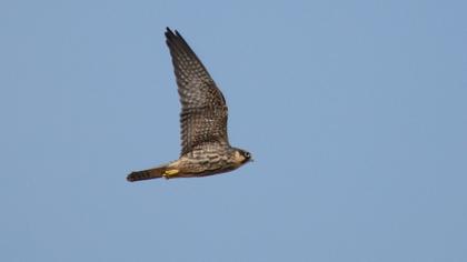 Eurasian Hobby