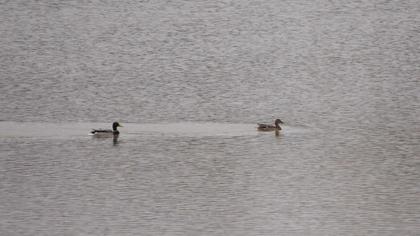 Mallard