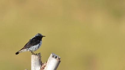 Aksırtlı kuyrukkakan