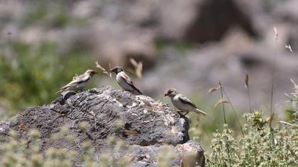 White-winged Snowfinch