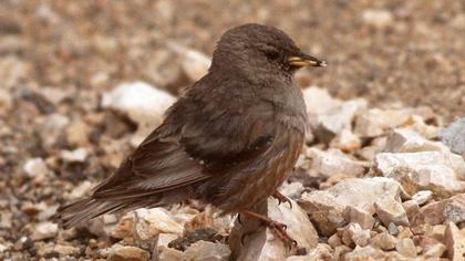 Alpine Accentor
