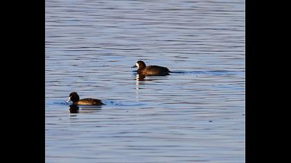 Greater Scaup