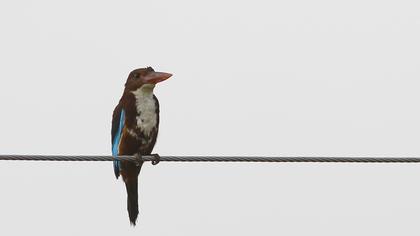 İzmir yalıçapkını