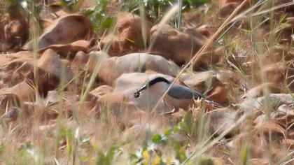 Büyük kaya sıvacısı