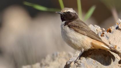 Kızılca kuyrukkakan