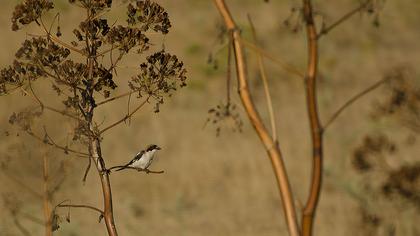 Kızılbaşlı örümcekkuşu