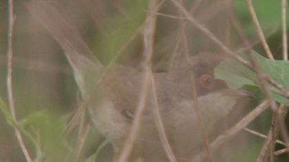 Pembegöğüslü ötleğen