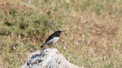 Aksırtlı kuyrukkakan