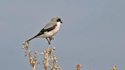 Karaalınlı örümcekkuşu