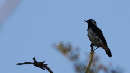 Kıbrıs kuyrukkakanı