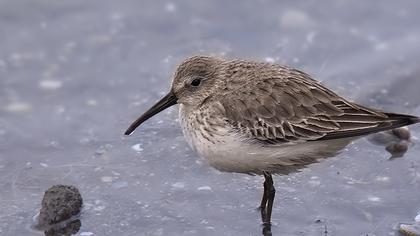 Karakarınlı kumkuşu