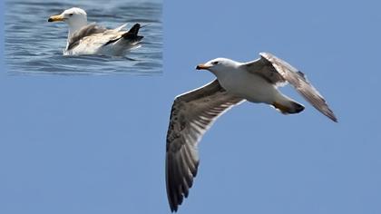 Van gölü martısı