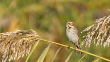 Bataklık Kirazkuşu