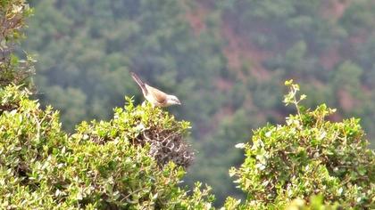 Akgerdanlı ötleğen