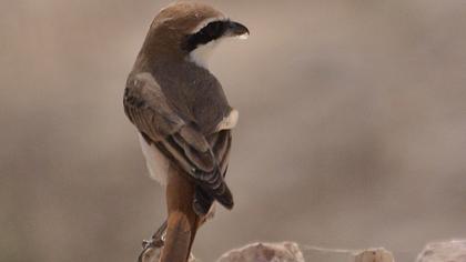 Kızılkuyruklu örümcekkuşu