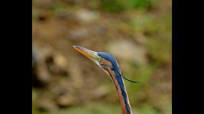 Erguvani balıkçıl