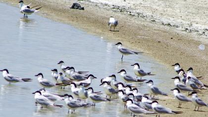 Gull-billed Tern