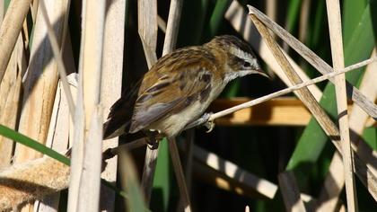Bıyıklı kamışçın