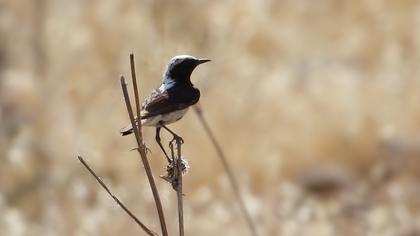 Aksırtlı kuyrukkakan