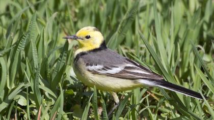 Sarıbaşlı kuyruksallayan