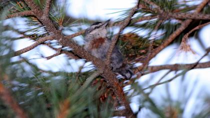 Krüper`s Nuthatch