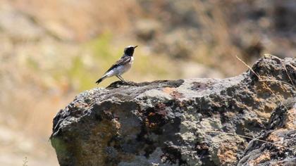 Karakulaklı kuyrukkakan