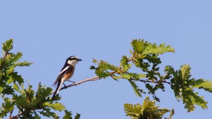 Maskeli örümcekkuşu