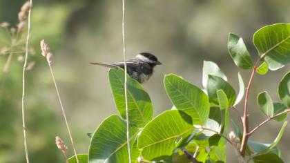 Akyanaklı baştankara
