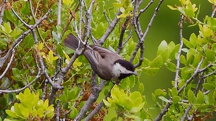 Akyanaklı baştankara