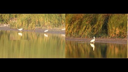 Büyük ak balıkçıl