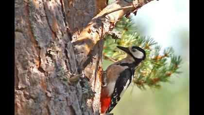 Orman alaca ağaçkakanı