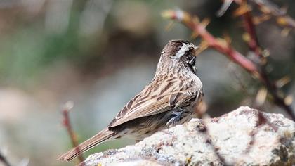 Sürmeli dağbülbülü