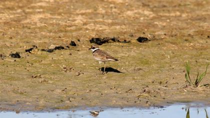 Halkalı küçük cılıbıt