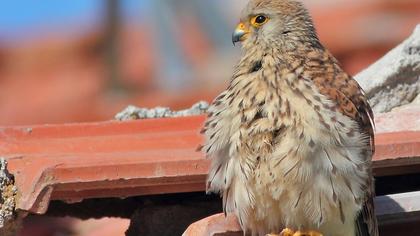 Lesser Kestrel