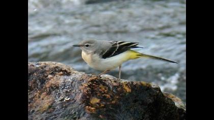 Grey Wagtail