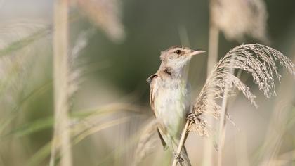 Büyük kamışçın