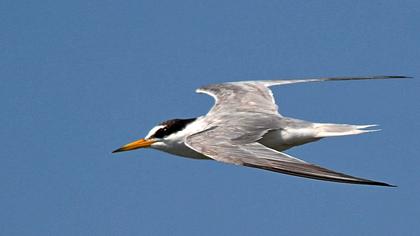 Little Tern