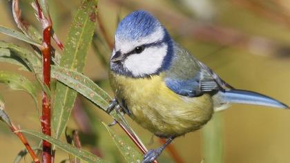 Eurasian Blue Tit