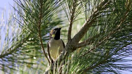 Dead Sea Sparrow