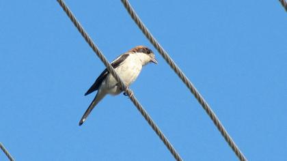 Kızılbaşlı örümcekkuşu