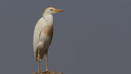 Sığır balıkçılı