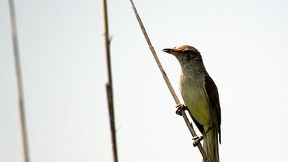 Büyük kamışçın
