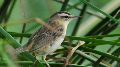 Kındıra kamışçını