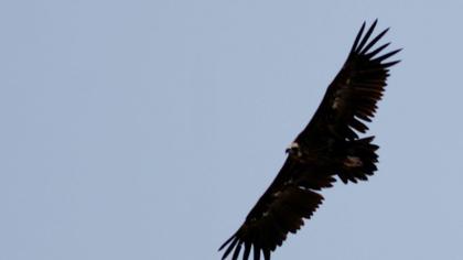 Cinereous Vulture